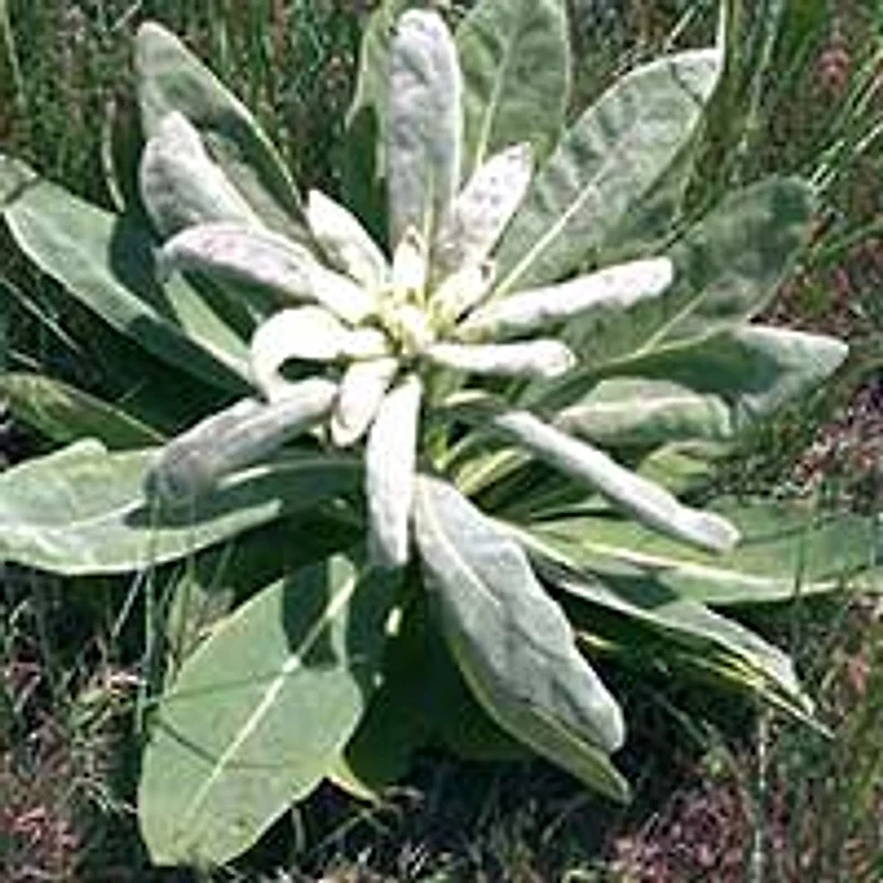 Mullein Extract — ingredient in Pulmo Balance